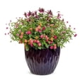 thumbnail image 3 of Proven Winners 4" Pink Rockin' Fuchsia Salvia Live Plant in 4.25" Pot (4 Count), 3 of 7