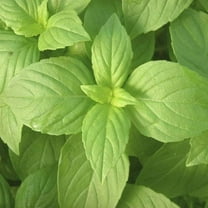 Lemon Basil Herb Seeds - 200 Count Seed Pack - Produces Compact, Bushy Plants with Smaller, Pointed Leaves with a Pronounced Lemon Flavor - Country Creek LLC