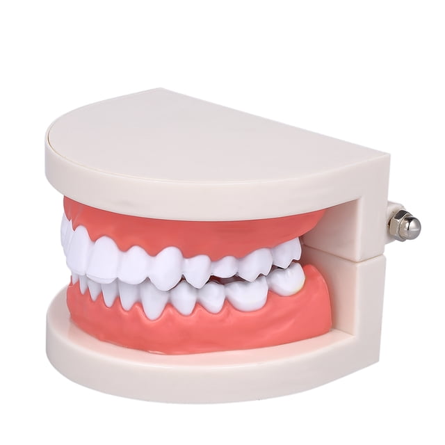 Graflsoa Educational Dental Teeth Model for Teaching, Dental Offices, and Schools - High-Quality Resin Teeth Demonstration Tool for Students and Dentists