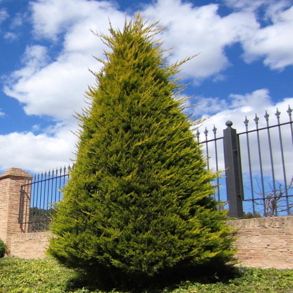 Expert Gardener 1-1.5 ft tall Leyland Cypress Live Shrub in 1-Gallon Grower Pot