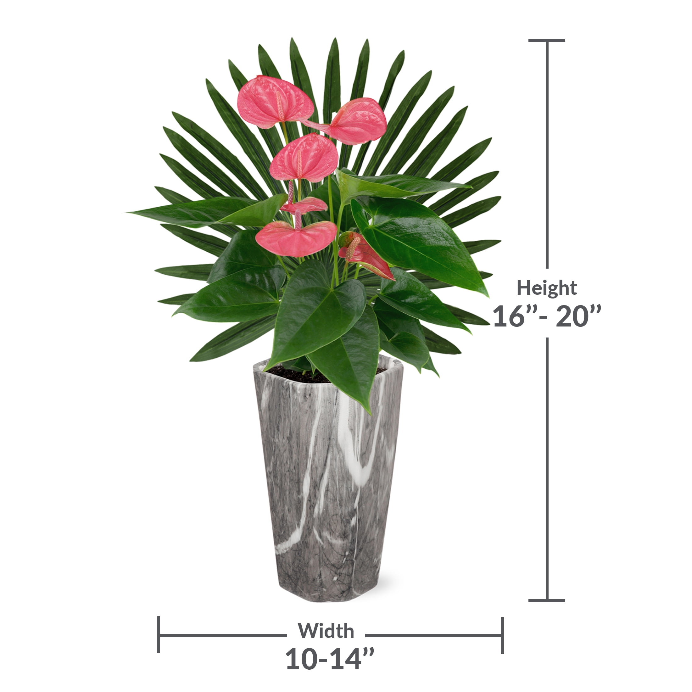 Just Add Ice 14-18" Pink Anthurium Live Plant in 5" Grey Marble Ceramic Pot with Palm Pick, House Plant