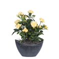 thumbnail image 1 of Vickerman 13.5" Jaune Mini Diamant Rosier dans un Récipient Ovale en Plastique Dur, 1 of 1