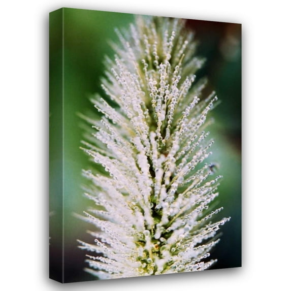 Bob Stefko 17x24 Gallery Wrapped Canvas Wall Art Titled - Fountain Grass II