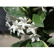 Rare Creme & Green Madagascar Jasmine 4" Pot - Stephanotis