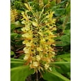 thumbnail image 2 of Live 2" Kahili Yellow Ginger Root Rhizome Plant Bulb Hawaiian  Hedychium Gardnerianum (1 Count) Partial Sun, 2 of 6