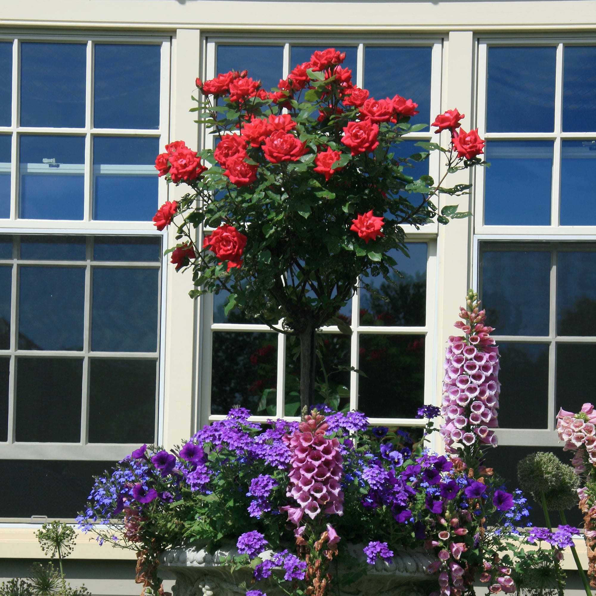 The Knock Out® Family of Roses 'The Red Double Knock Out® Rose' Live Tree in 3-Gallon Grower Pot