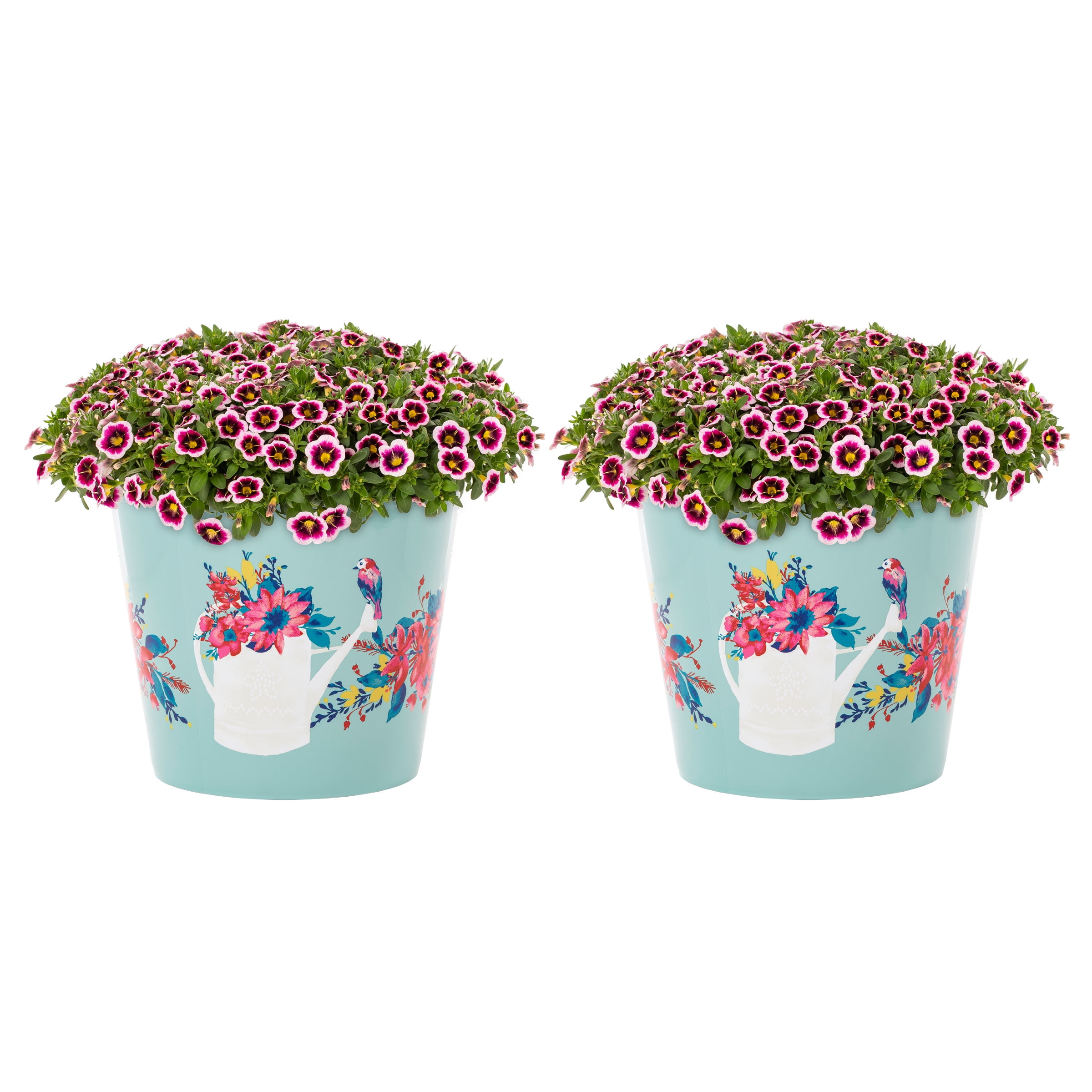 The Pioneer Woman 3QT Multicolor Calibrachoa Annual Live Plant 2Count