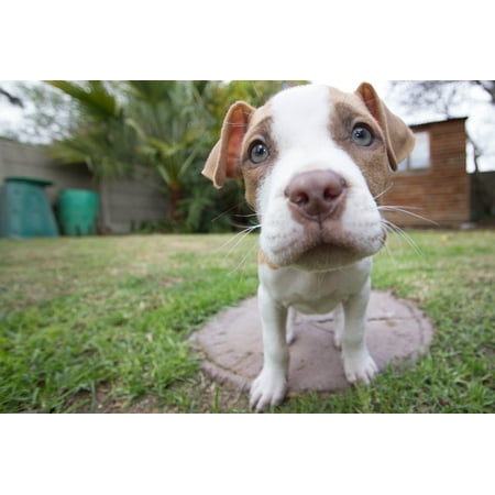 - Canvas Print Wide Angle Pitt-Bull Dog Pitbull Puppy Pitt Bull Stretched Canvas 10 x 14
