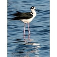 thumbnail image 2 of Friel, Bernard 19x24 Gold Ornate Wood Framed with Double Matting Museum Art Print Titled - USA-Florida-Sarasota-Myakka River State Park-Black-necked Stilt, 2 of 4