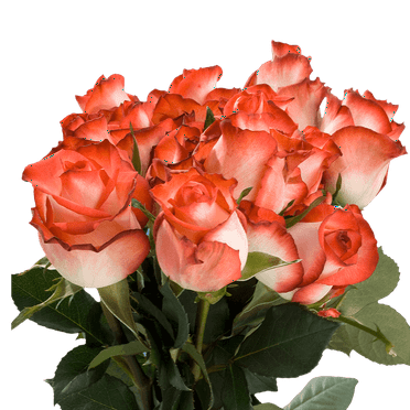 50 Stems of White with Red Tips Blush Roses- Beautiful Fresh Cut Flowers- Express Delivery