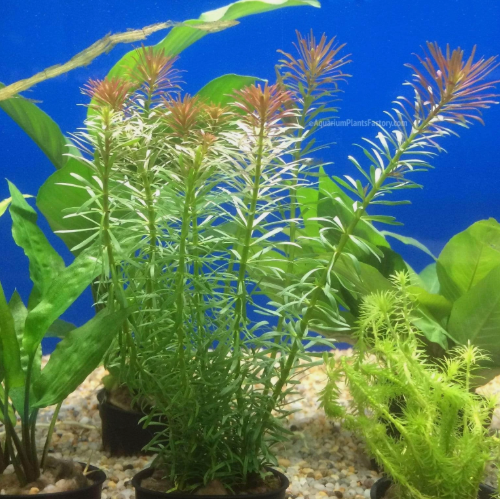 Rotala Wallichii Live Aquarium Plant – Delicate Red Stem Fresh water Aquatic Plant