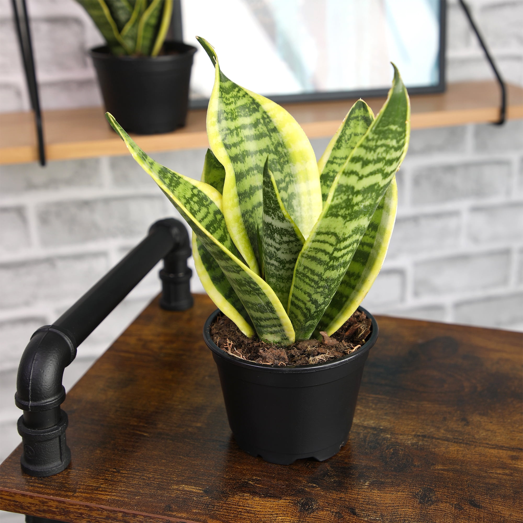 Altman Plants Easy Live Snake Plant, Sansevieria Superba; 4.25 in Grower Pot; Partial Sun