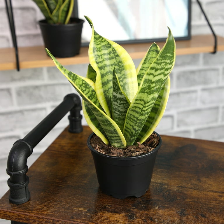 Altman Plants Easy Live Snake Plant, Sansevieria Superba; 4.25 in Grower Pot; Partial Sun