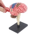 thumbnail image 5 of Human Brain Model | Anatomical Model Teaching Med Model with Display Base | Color-Coded Artery Brain, DIY Teaching Anatomy Model for Science Classroom Study Display, 5 of 9