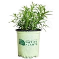 thumbnail image 4 of Butterfly Milkweed, 4 of 5