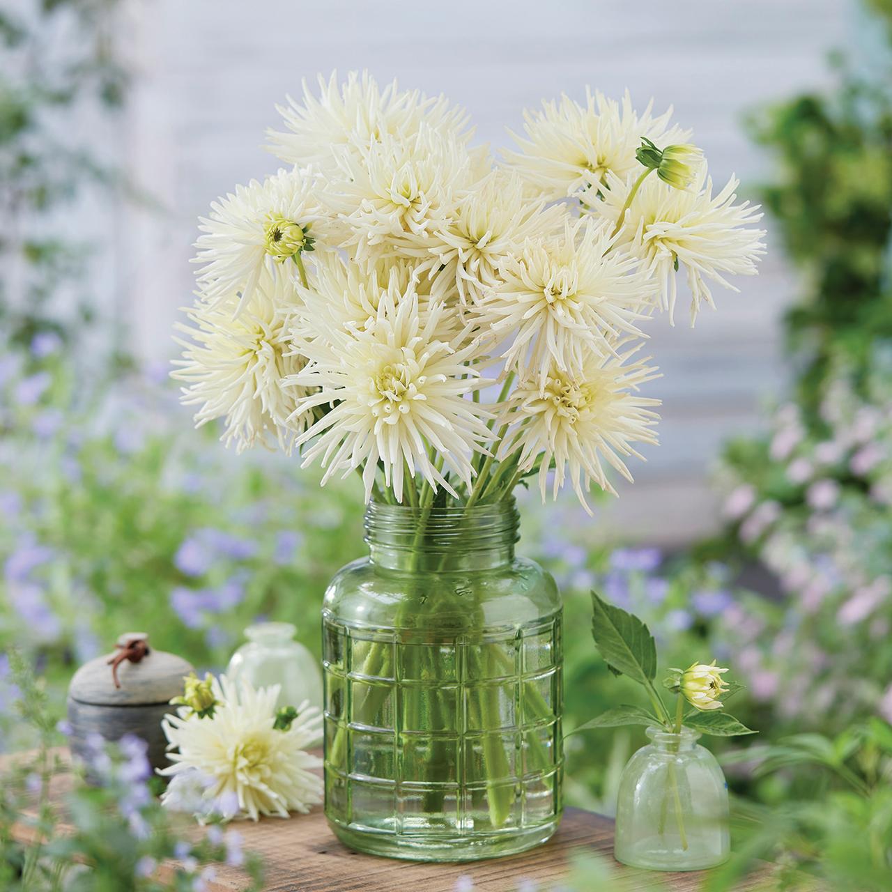 Van Zyverden Dahlias Playa Blanca, 5 Bulbs, White, Full Sun, Annual, Flowering
