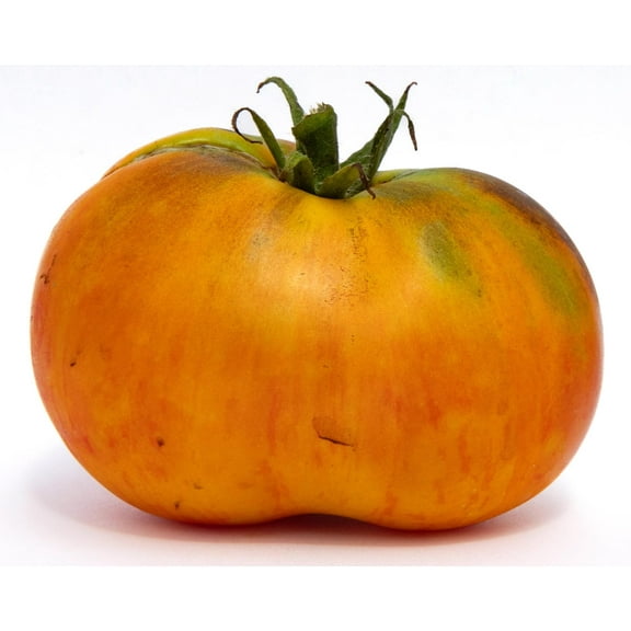 Burracker's Favorite Blue Ridge Mountain Heirloom Tomato Premium Seeds for Planting