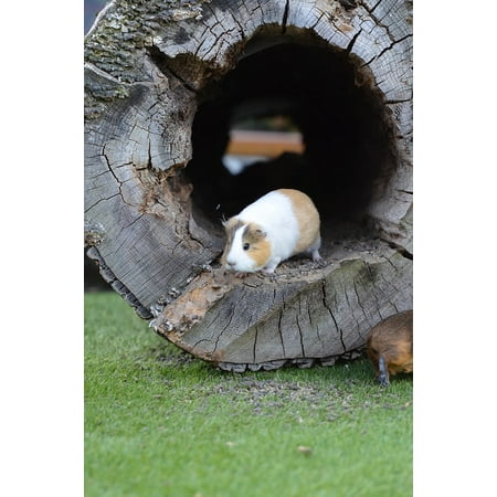 Zoo Pig - Canvas Print Guinea Pig Eat External Attitude Zoo Sweet Small Stretched Canvas 10 x 14