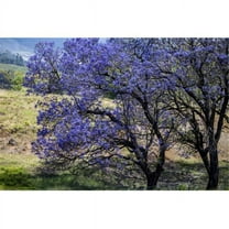A Jacaranda tree full of purple blossoms; Maui  Hawaii  United States of America Poster Print