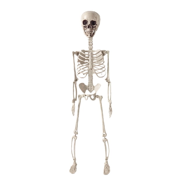 Anatomical Skeleton Model 28 Inch Educational Science Display Human Bone Structure Teaching Aid For Classroom Office Doctor Decor Halloween Prop