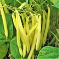 thumbnail image 3 of TomorrowSeeds - 3 Colors Mix Green Beans (Mardi Gras Blend) Seeds - 30+ Count - For 2026 Planting, 3 of 11