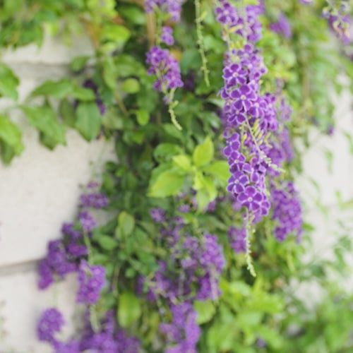 Lone Star Growers Duranta Erecta Sweet Memories, 2 Gallon, Drought Tolerant