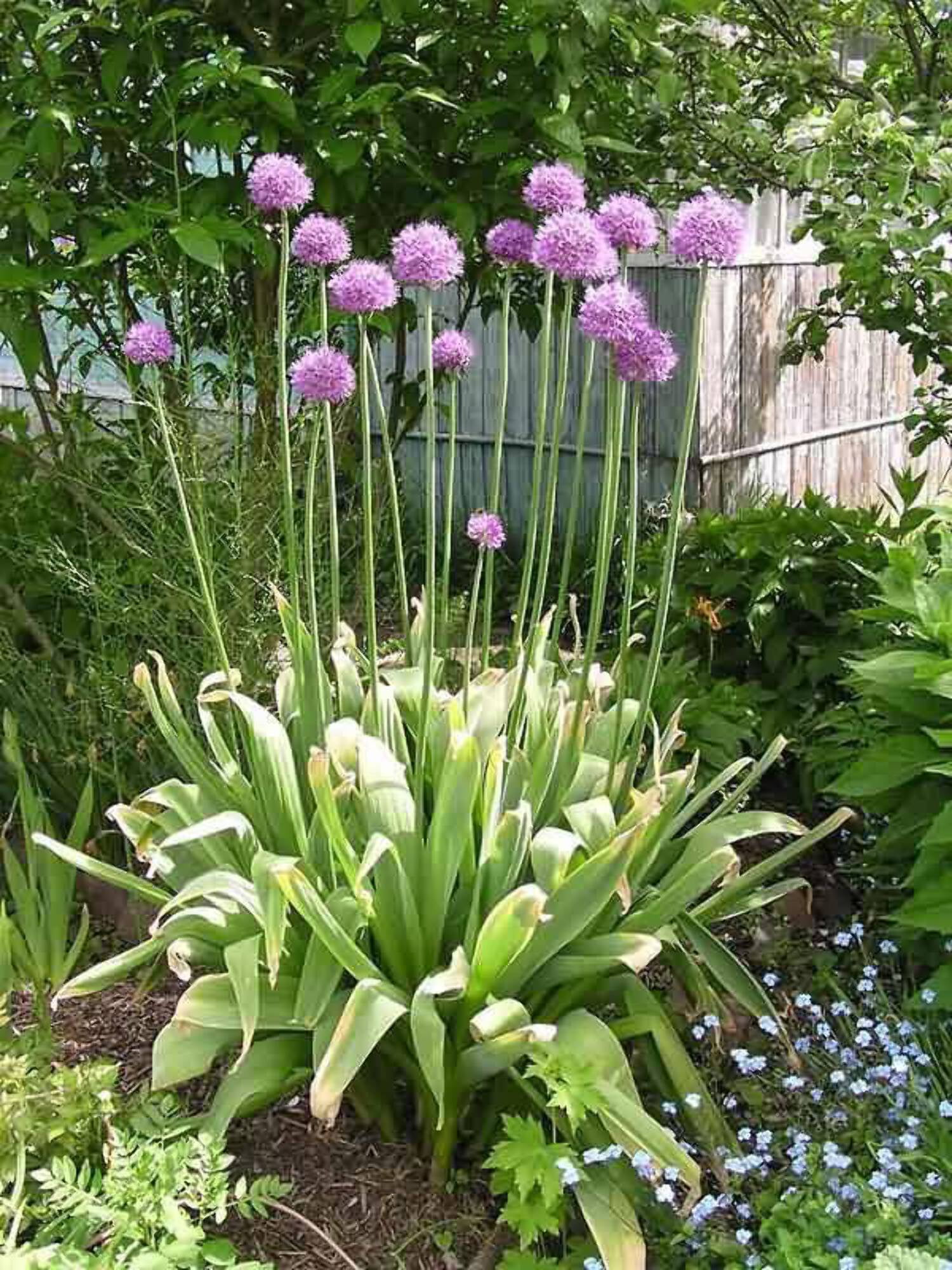 25 GIANT ALLIUM Allium Giganteum Purple Globe Flower Seeds