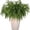 Green, variant on 18" Christmas Norfolk Pine Branches,Artificial Christmas Decorations,Norfolk Pine Stems for Xmas Crafts Garland Wreath Stems Christmas Decorations Indoor,Christmas Decor 12Pcs