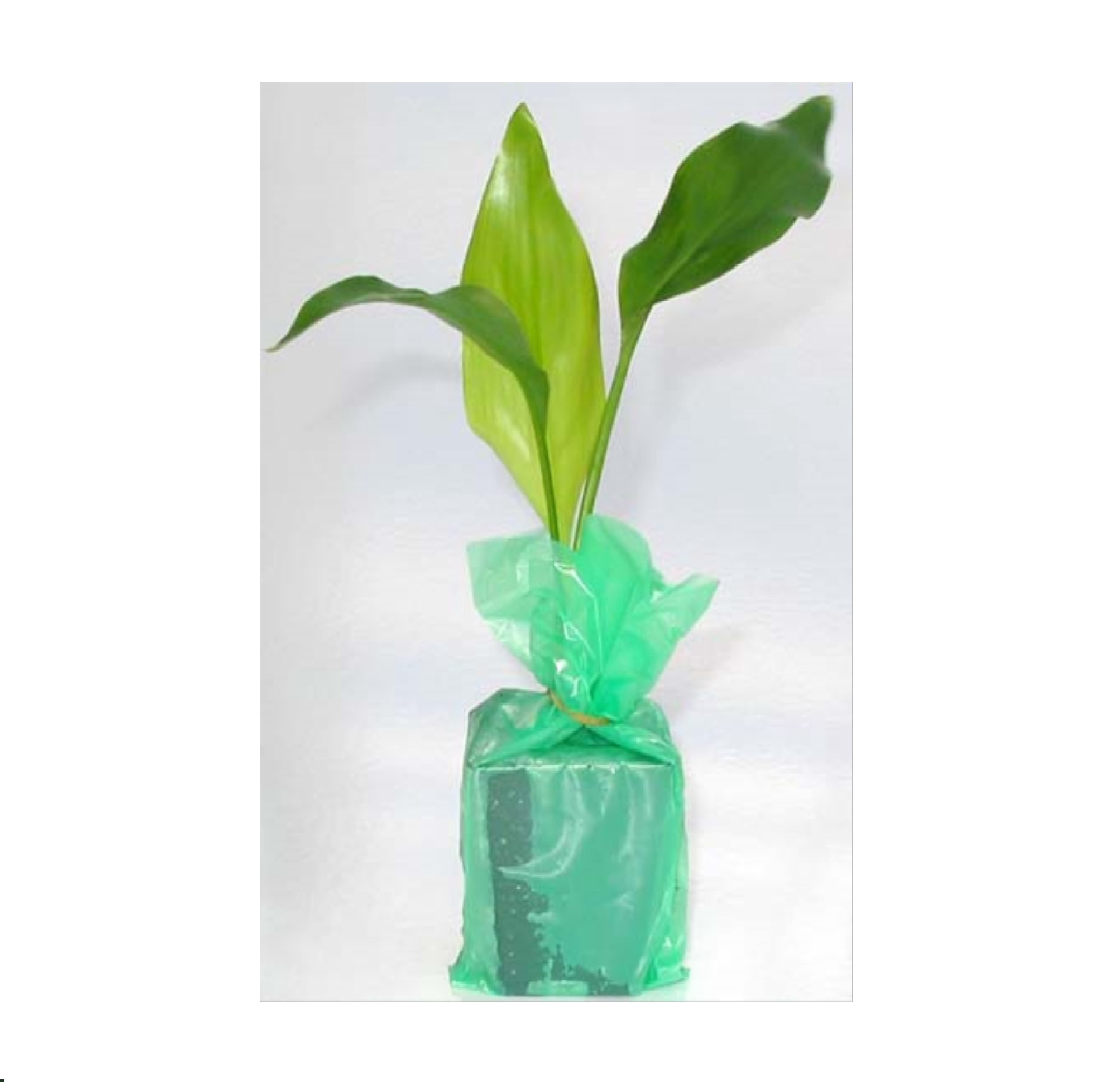 Live Orange Strelitzia Reginae Bird of Paradise Plant 6"-10" Tall Partial Shade - Starter