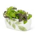 thumbnail image 2 of Oval Leaf Planter, 2 of 3