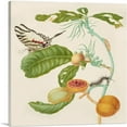 thumbnail image 1 of ARTCANVAS Branch Of Duroia Eriopila Zebra Swallowtail Butterfly 1702 Canvas Art Print by Maria Sibylla Merian - Size: 12" x 12" (0.75" Deep), 1 of 9