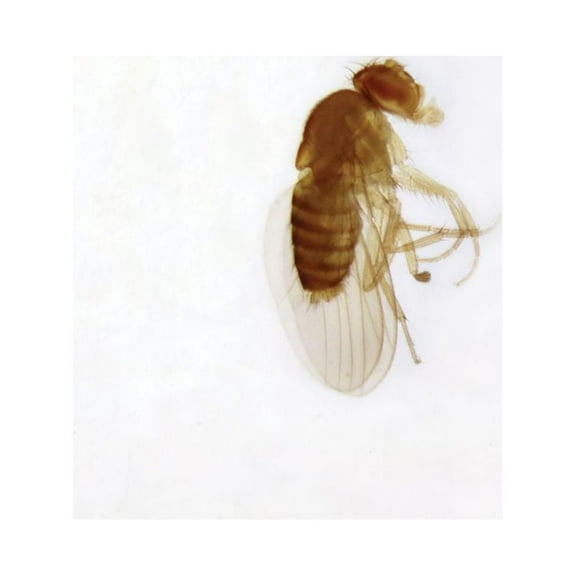 Drosophila, W.M. Microscope Slides
