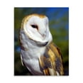 thumbnail image 2 of Gango Home Decor Barn Owl by Douglas Taylor (Printed on Paper); One 22x28in Fine Art Paper Giclee Print, 2 of 4