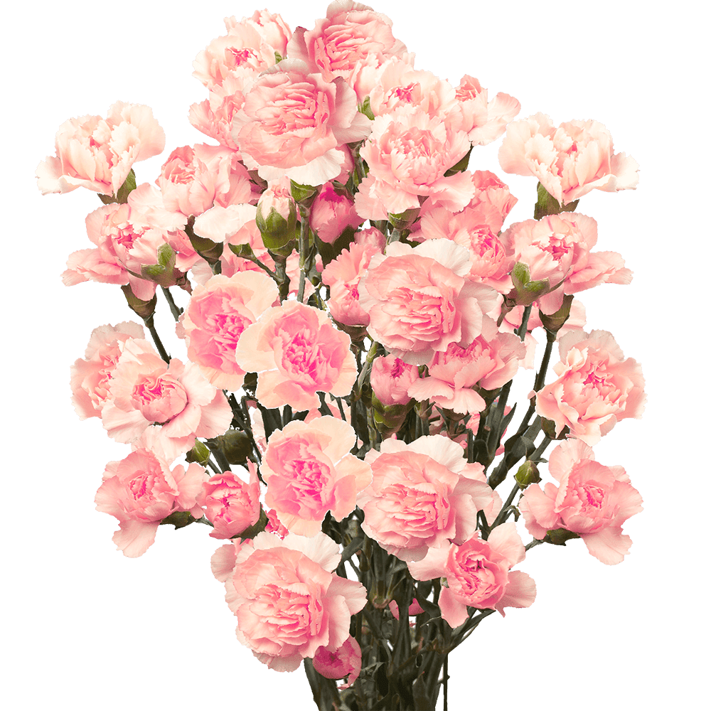 100 Stems of Pink Spray Carnations Beautiful Fresh Cut Flowers