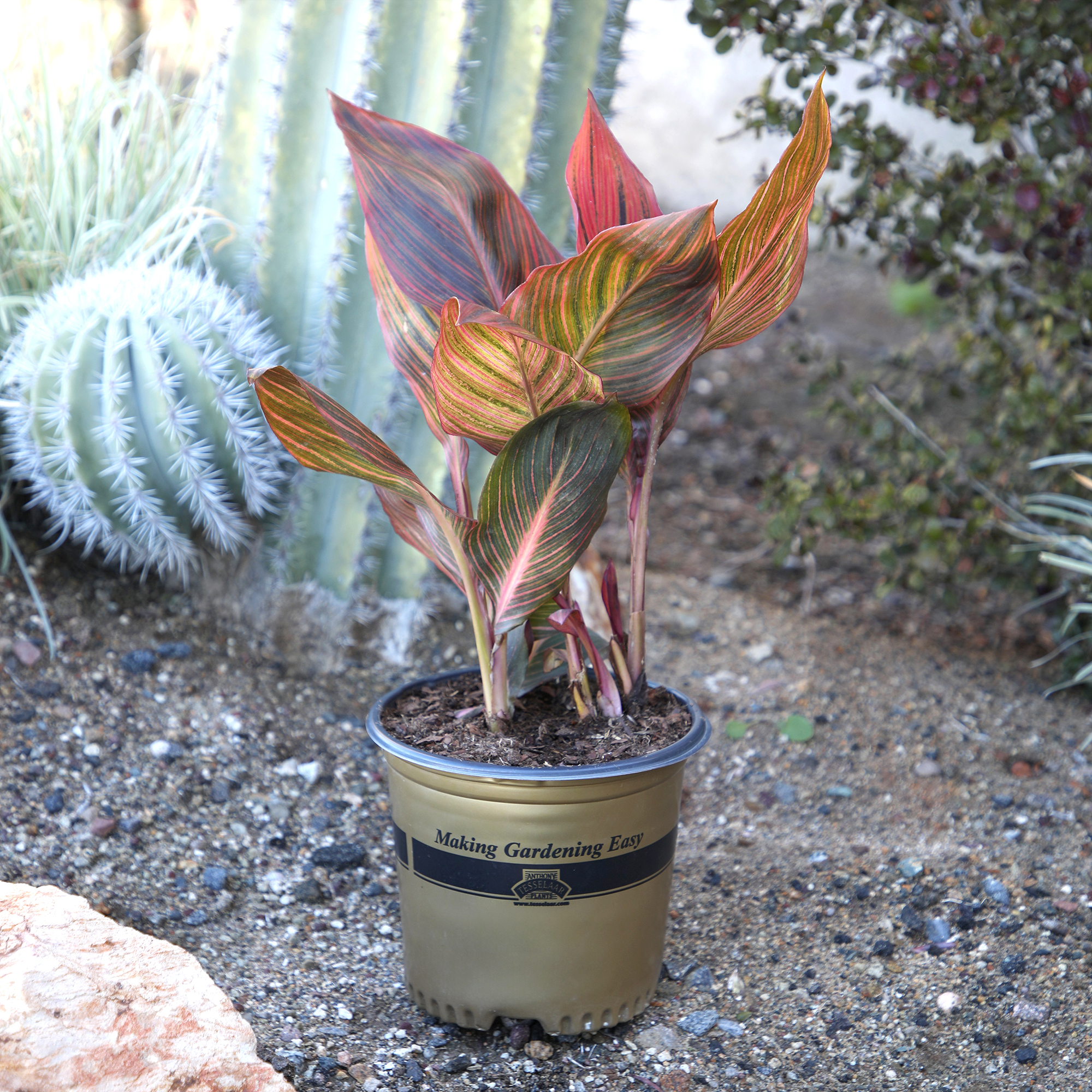 Altman Plants Red Tropicanna Canna Lily | Garden Perennial, Outdoor Plant | 4qt. Grow Pot; Full Sun