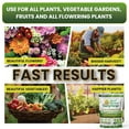thumbnail image 3 of Mycorrhizal Fungi with Beneficial Bacteria, Trichoderma, Sea Kelp, Molasses, Yucca, Supercharge Plant Root Enhancer 2oz Super Concentrate Powder Makes 25 Gallons, 3 of 9
