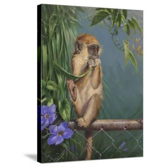 Monkey, Animals Stretched Canvas Wall Art by Michael Jackson Sold by Art.Com