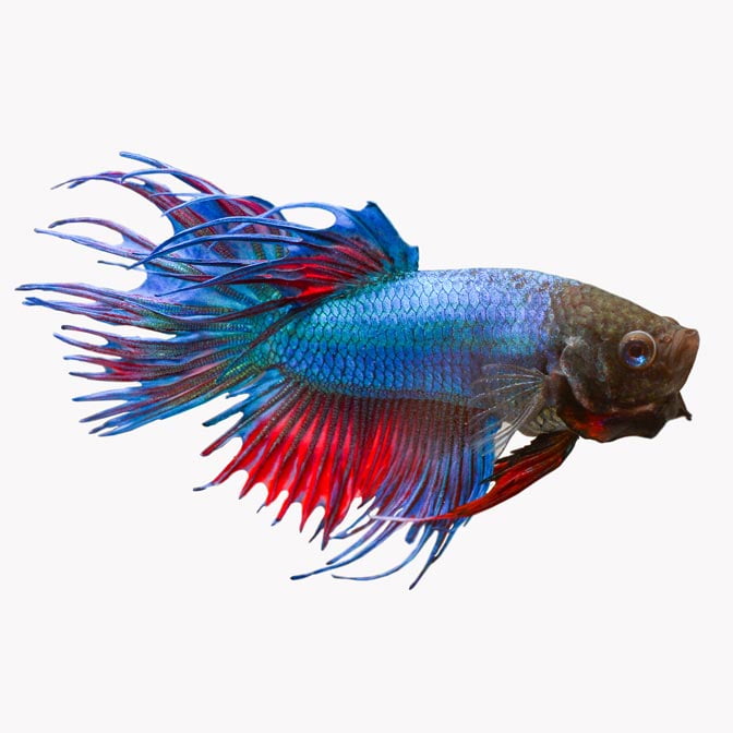 Betta beta fish