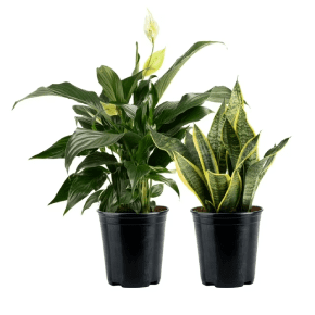 Plants
