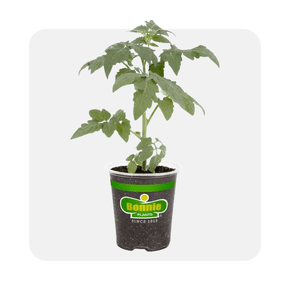 Vegetable plants