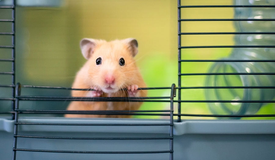 unwanted hamster pets at home