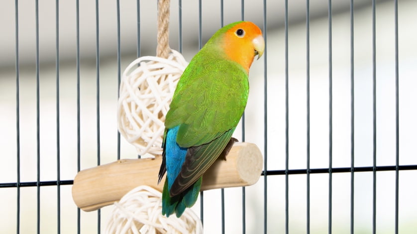 uv lamp for tortoise table