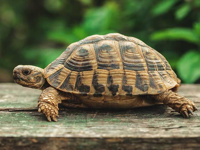 closest reptile store to me