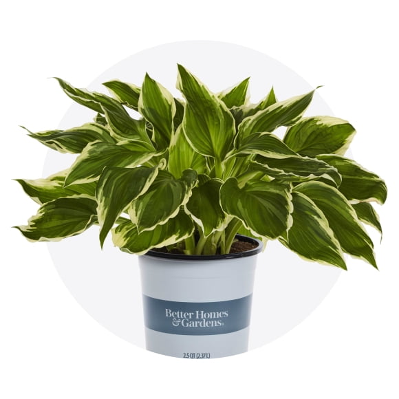 Walmart plants sale