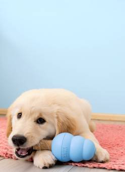 A puppy chews on a light blue KONG toy.