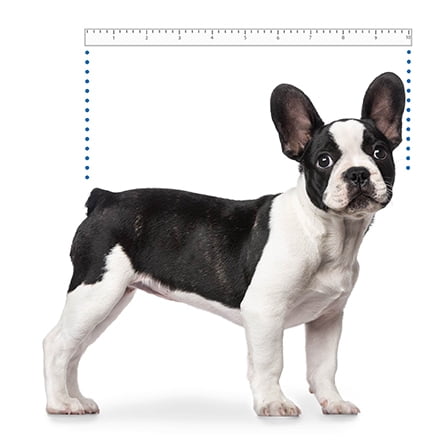 amazon k9 sport sack