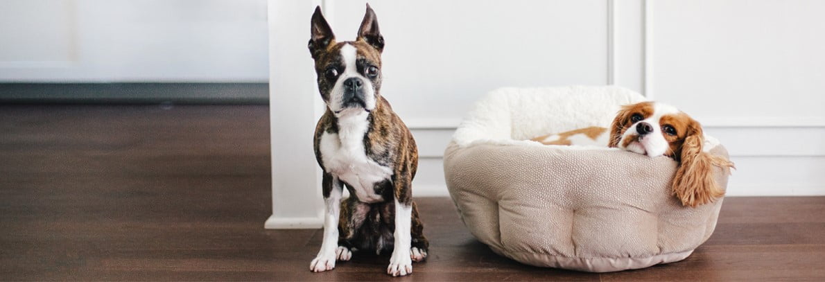dog igloo bed walmart