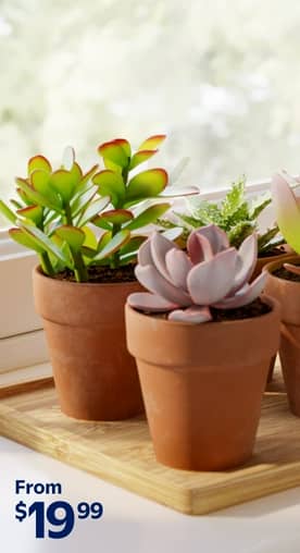An image of plants. Text says: From $19.99. Easy-care indoor plants: succulents & more. Shop now.