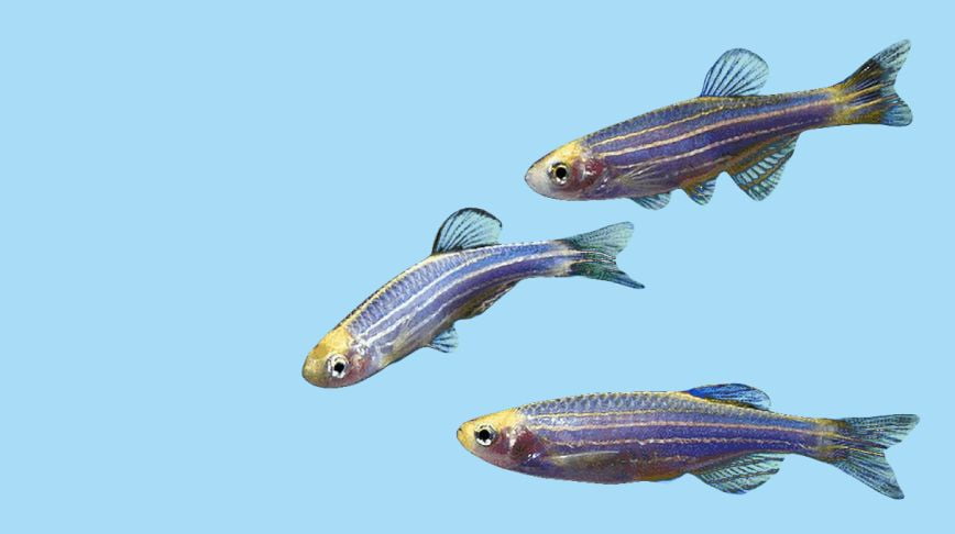 best fishing hooks for whiting Circle Hooks Best Whiting Hooks Size Octopus/Circle Hook Fishing Hooks 50X  8/0 STAINLESS STEEL
