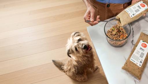 A dog waits for a package with food by The Farmer’s Dog.